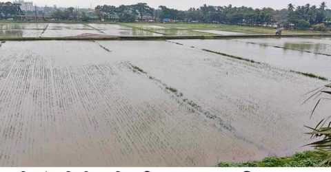 কুমিল্লায় টানা তিন দিনের বৃষ্টিতে তলিয়ে গেছে রোপা-আমন,দুশ্চিন্তায় কৃষকেরা