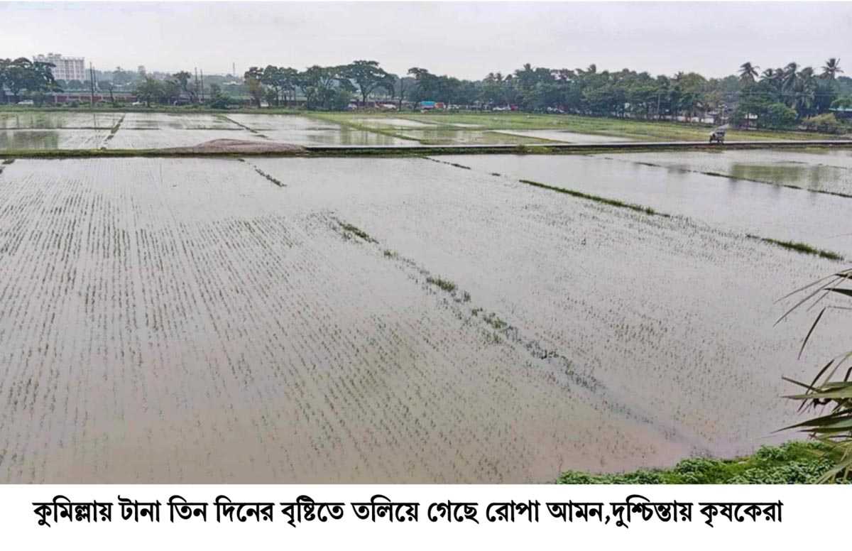 কুমিল্লায় টানা তিন দিনের বৃষ্টিতে তলিয়ে গেছে রোপা-আমন,দুশ্চিন্তায় কৃষকেরা