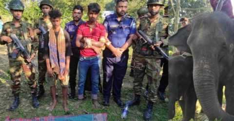 কুমিল্লায় হাতি দিয়ে চাঁদাবাজির অভিযোগে হাতিসহ ২ জন আটক