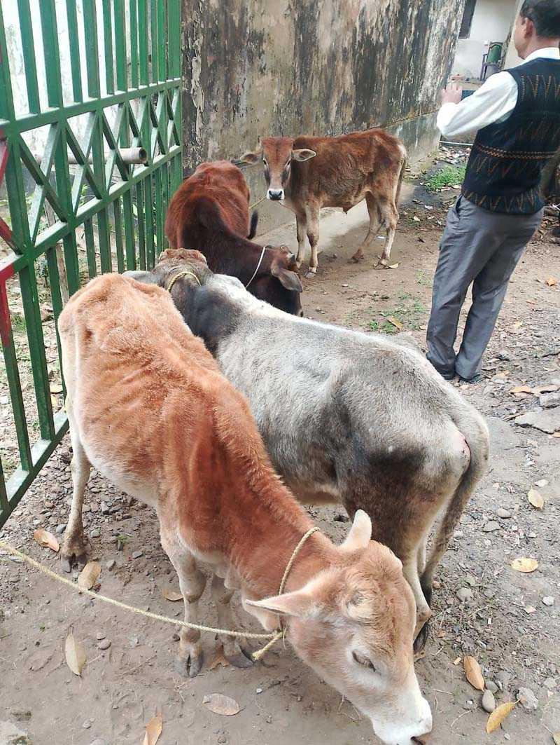 জৈন্তাপুরে অভিযানে ৬টি ভারতীয় গরু আটক