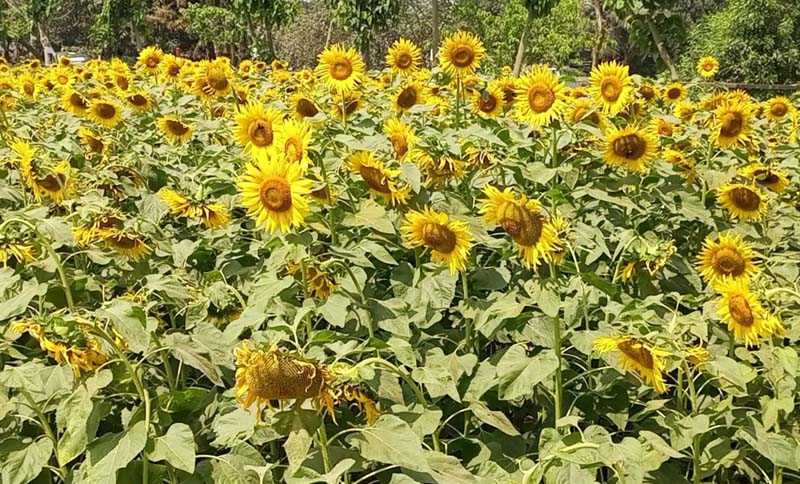 মুরাদনগরে সূর্যমুখীতে অপার সম্ভাবনা চাষে বাড়ছে আগ্রহ